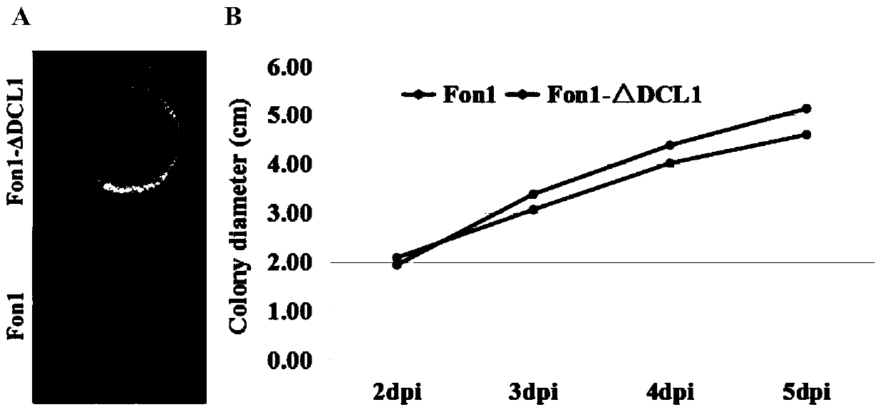 Fondcl1 gene deletion mutant of watermelon Fusarium wilt RNAi component and its construction method