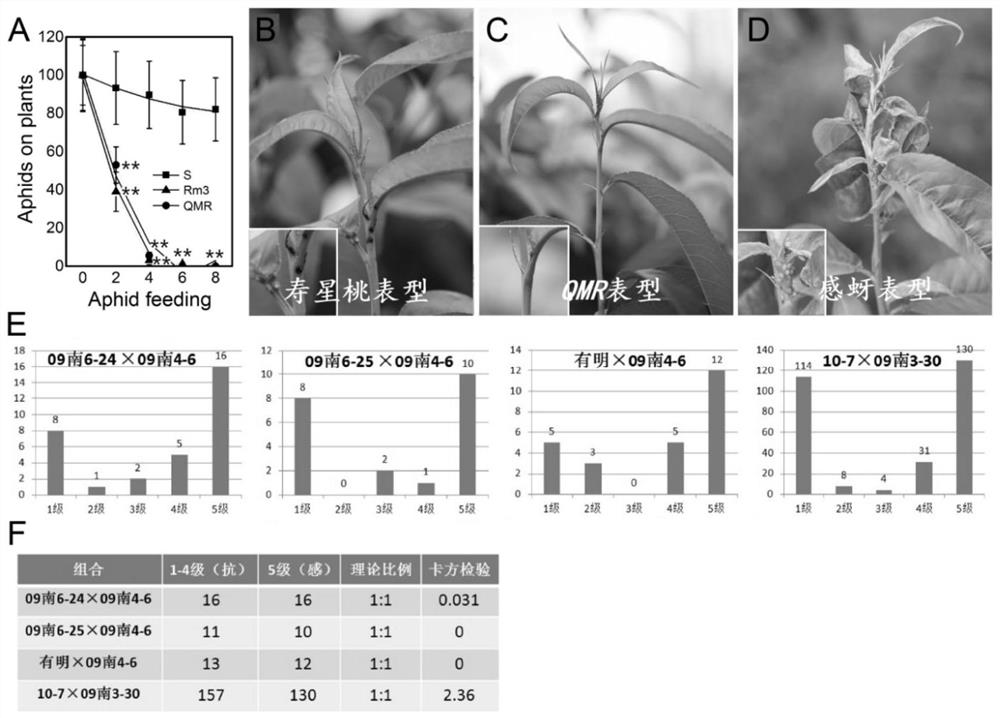 Molecular marker closely linked with myzus persicae resistance character of cultivar source, primer, application and variety breeding method