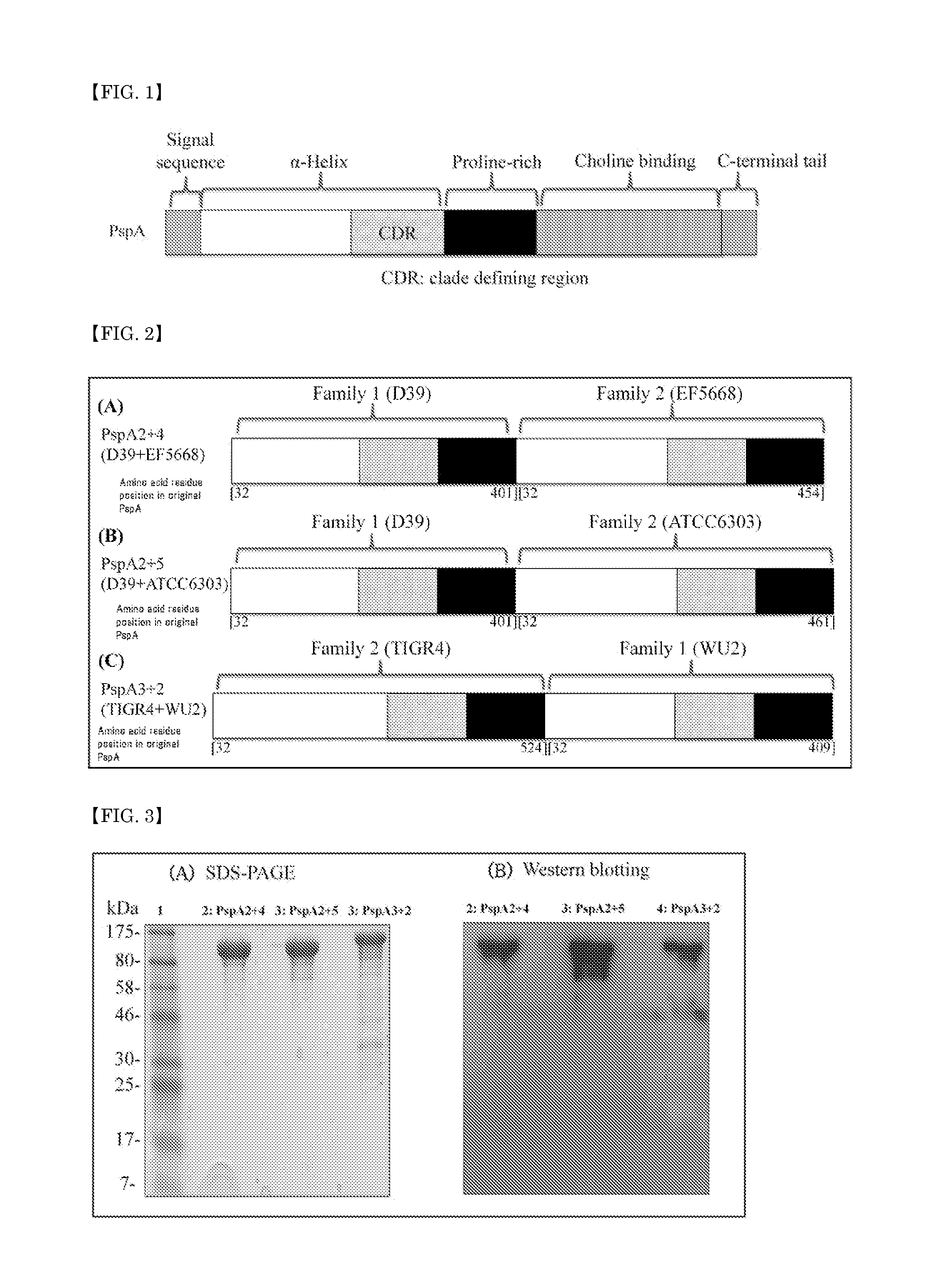 Pneumococcal vaccine containing pneumococcal surface protein a