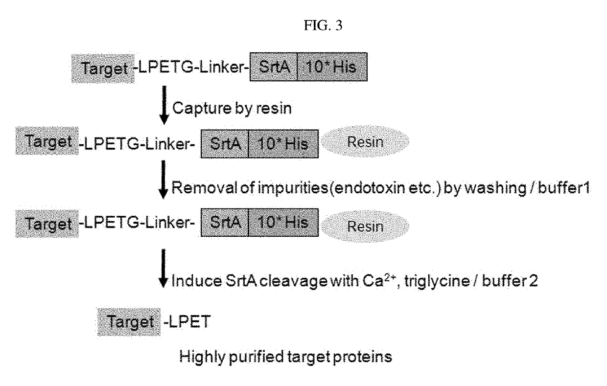 Protein combination-based FV library, and preparation method therefor