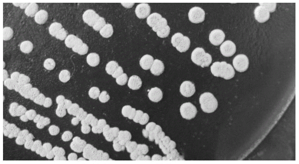 Streptomyces Iividans and application thereof