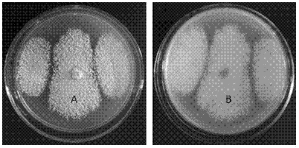 Endophytic fungus tpl35 of edamame and its application in the control of plant diseases