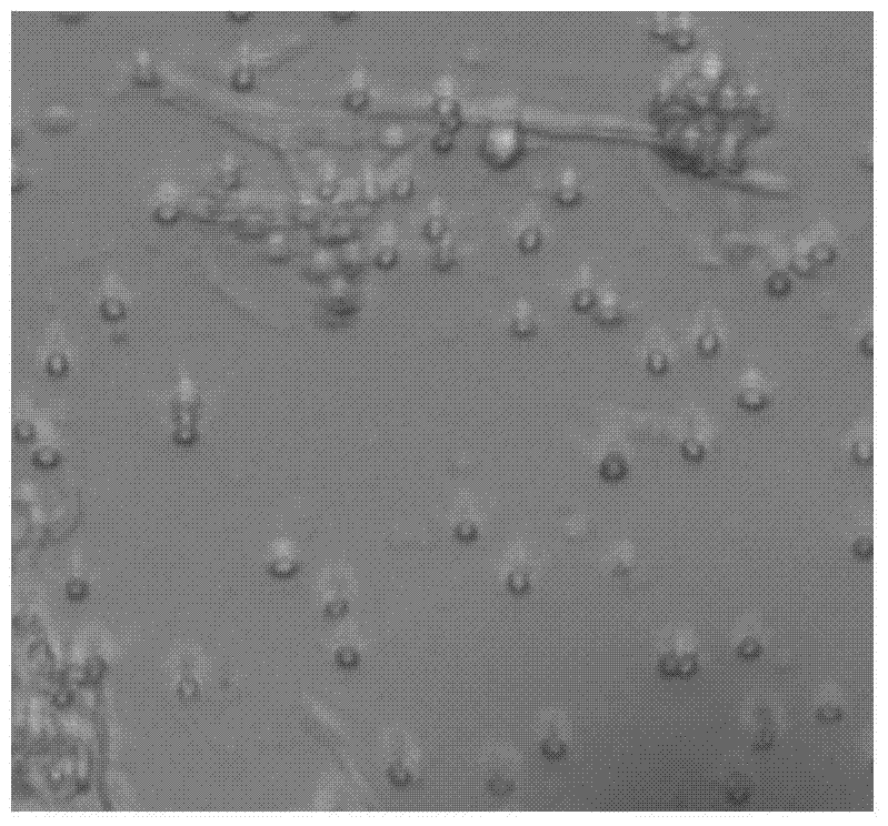 Endophytic fungus tpl35 of edamame and its application in the control of plant diseases