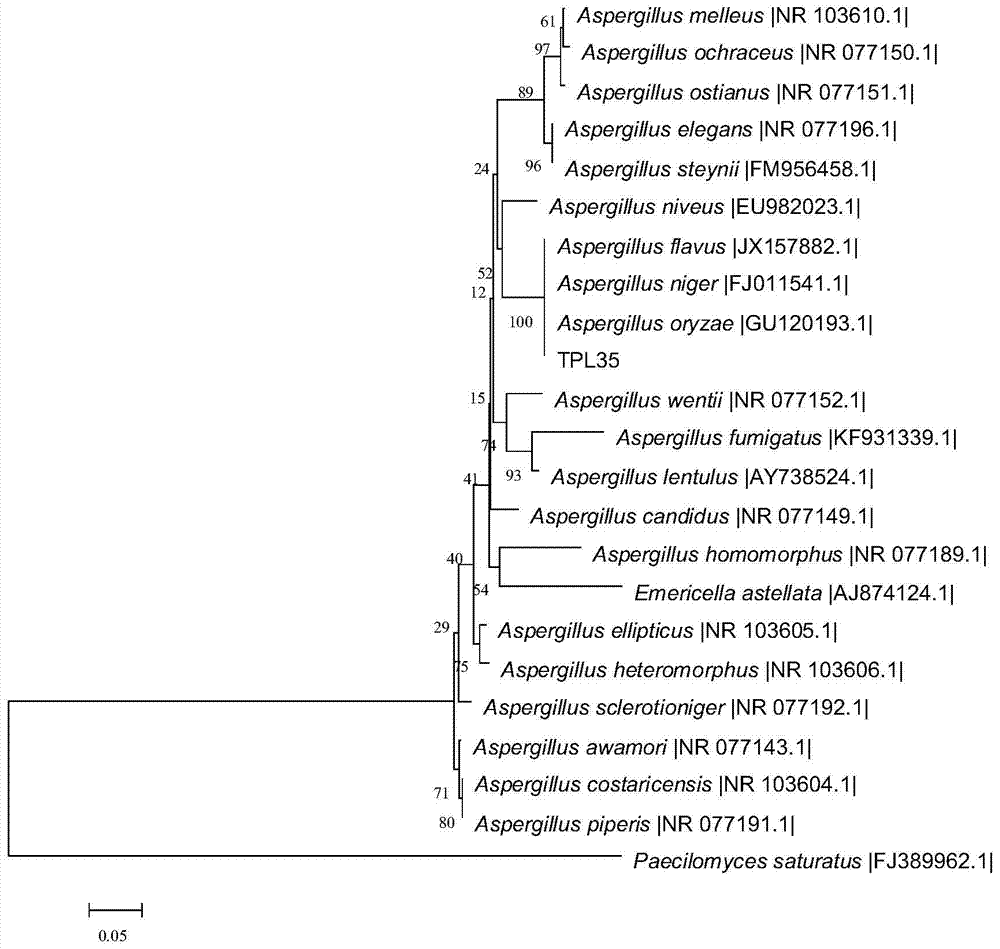 Endophytic fungus tpl35 of edamame and its application in the control of plant diseases