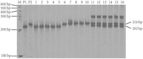 Molecular markers of rice sogatella furcifera resistant gene qWBPH3.2 and application of molecular markers
