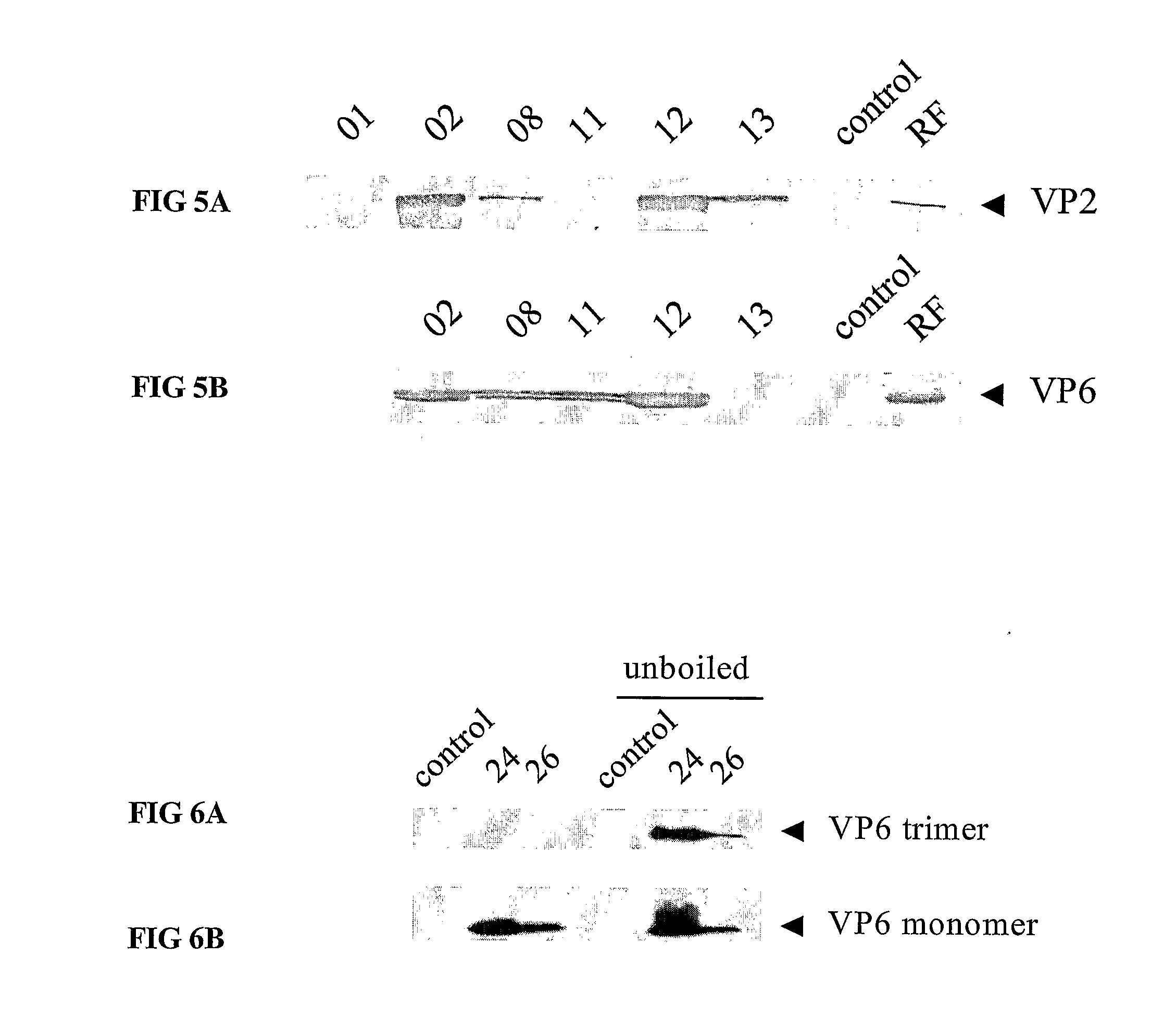 Preparation of recombinant rotavirus proteins in milk of transgenic non-human mammals