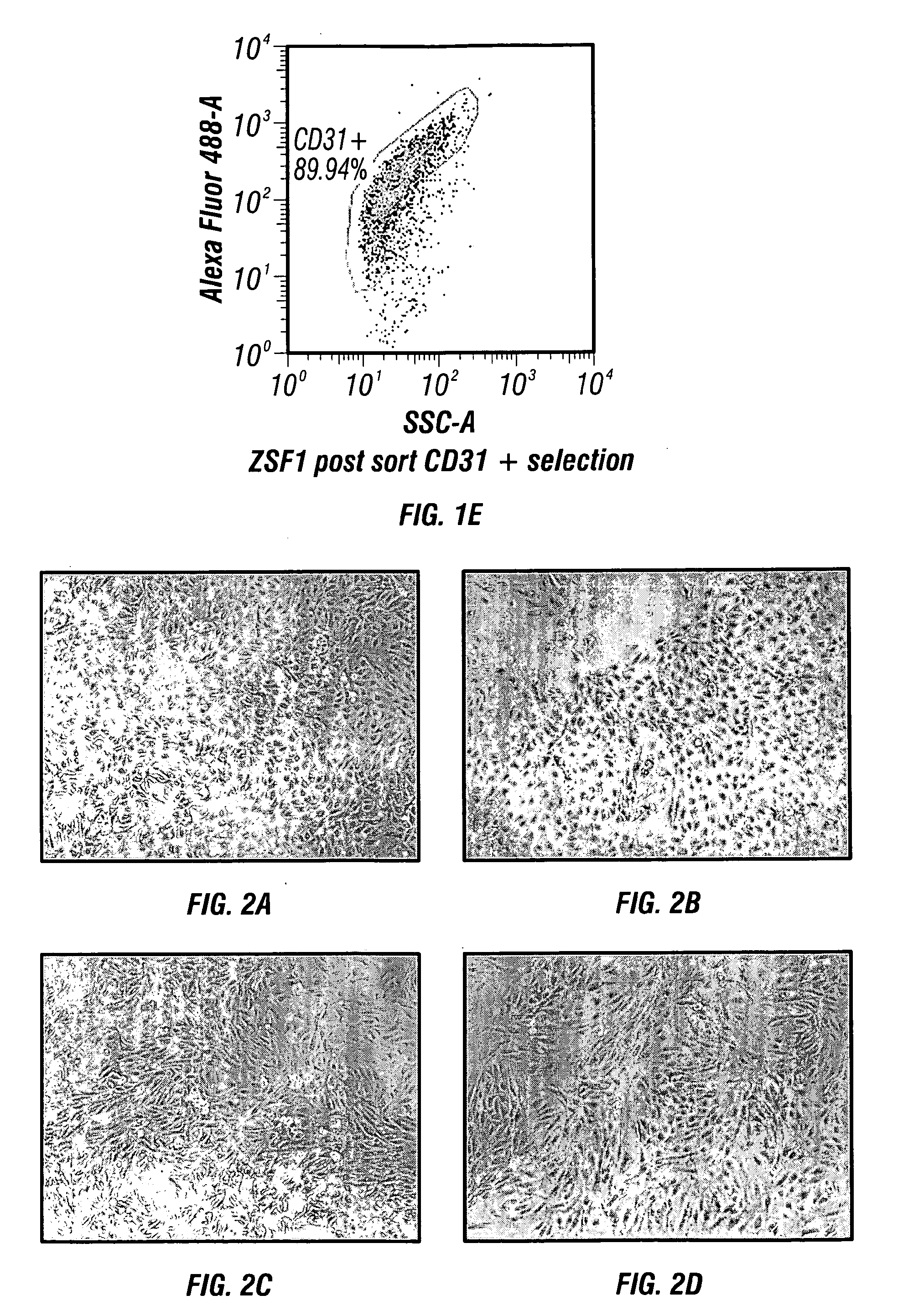 Organoids comprising isolated renal cells and use thereof