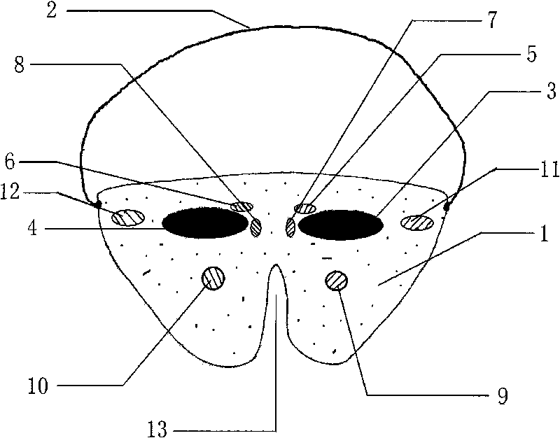 Eye protective film for eye exercises