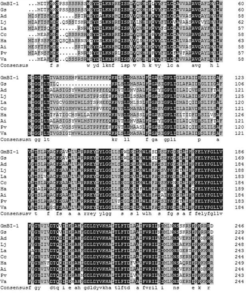 Soybean bi-1 gene and its application