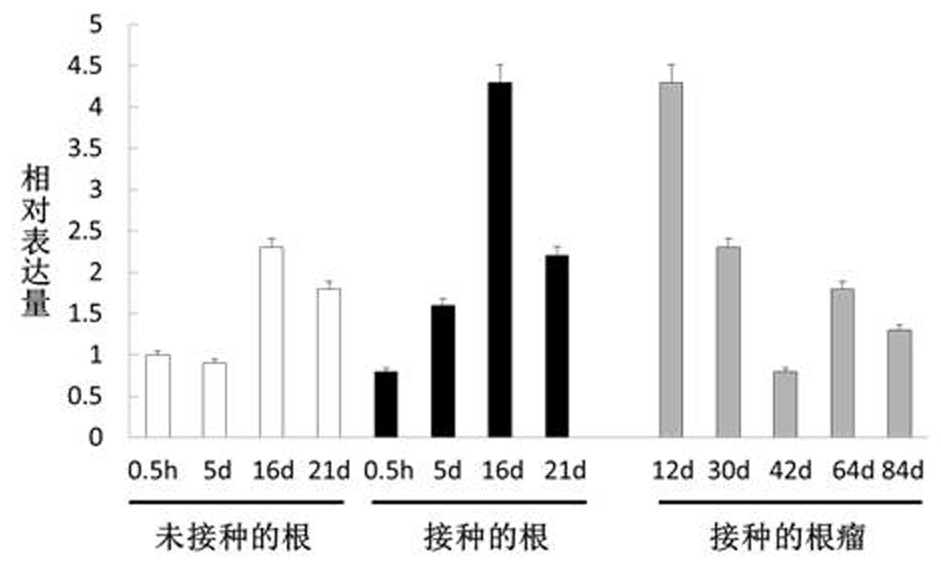 Soybean bi-1 gene and its application