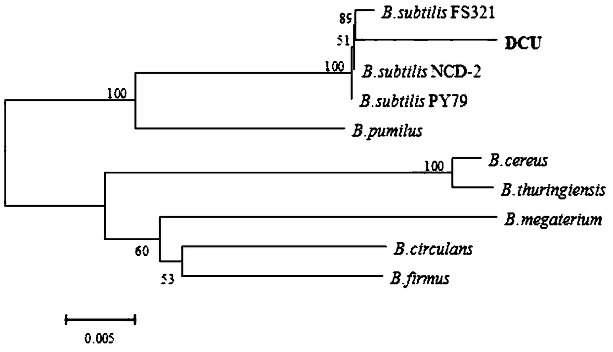 A strain of bacillus subtilis dcu and its use