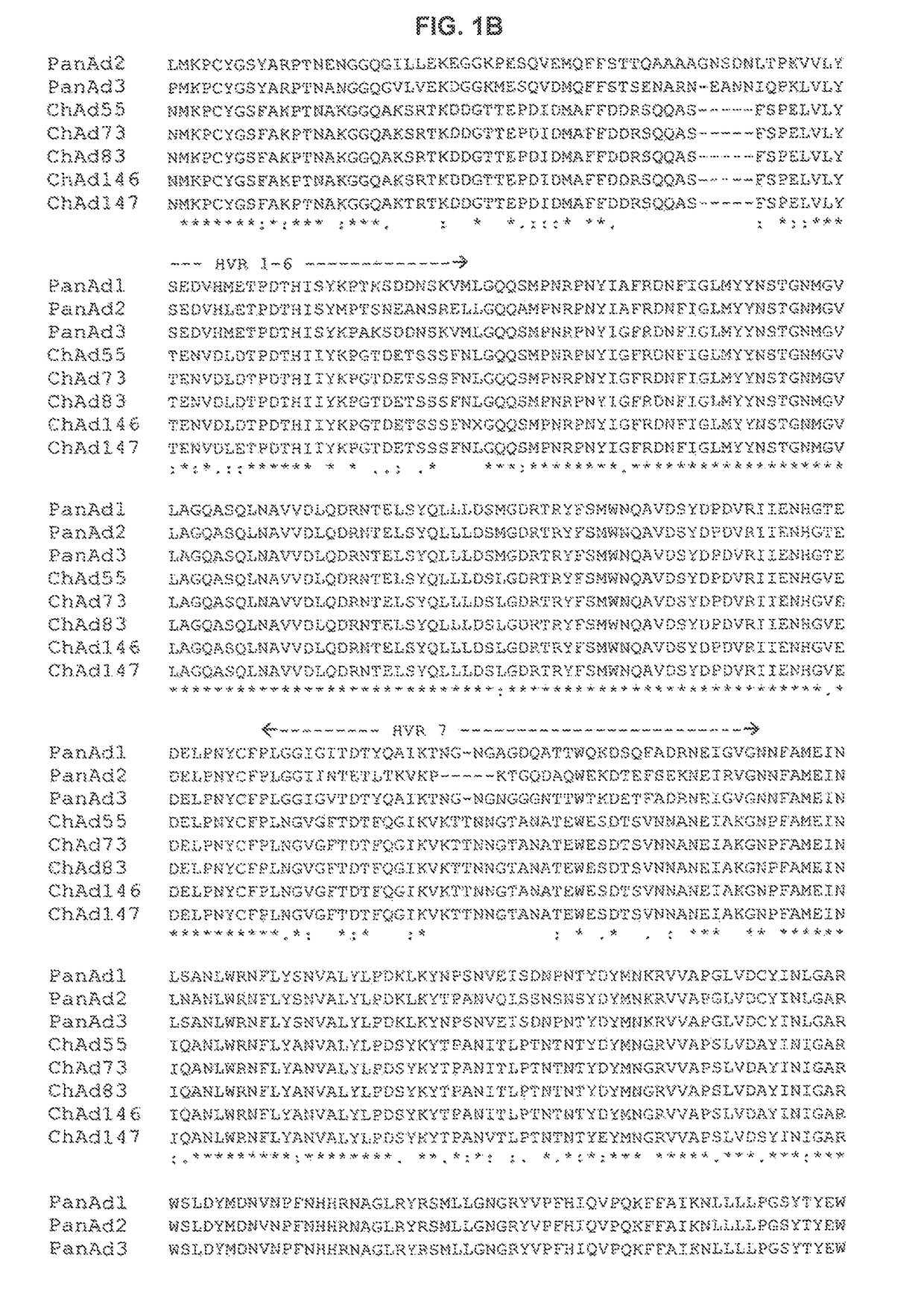 Simian adenovirus nucleic acid- and amino acid-sequences, vectors containing same, and uses thereof