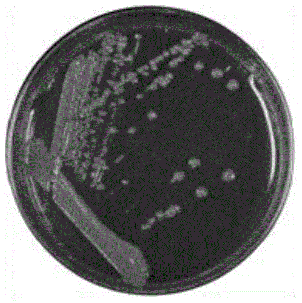 Pseudomonas chlororaphis for preventing and treating crop fusarium disease and applications thereof