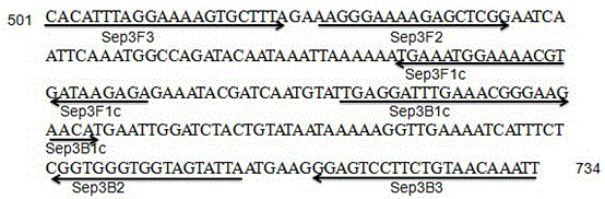 A set of lamp detection primers and kits for microsporidia in silkworm eggs