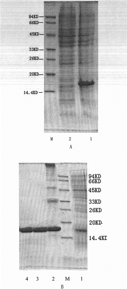 Chemical conjugate of recombinant deleted human keratinocyte growth factor type I