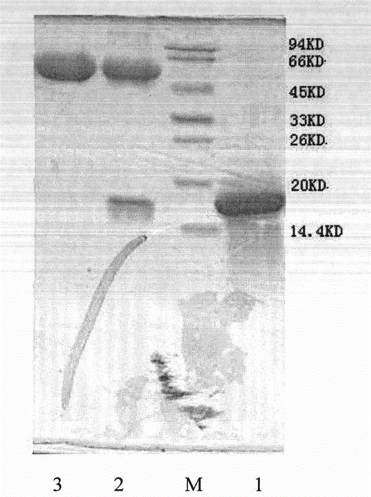 Chemical conjugate of recombinant deleted human keratinocyte growth factor type I