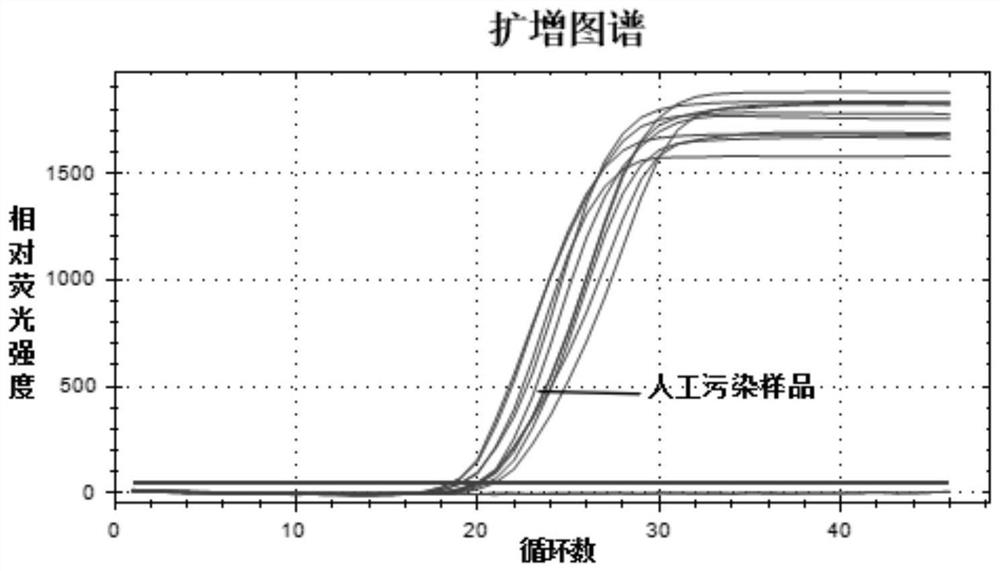 Burkholderia gladioli LAMP (loop-mediated isothermal amplification) constant-temperature rapid detection method