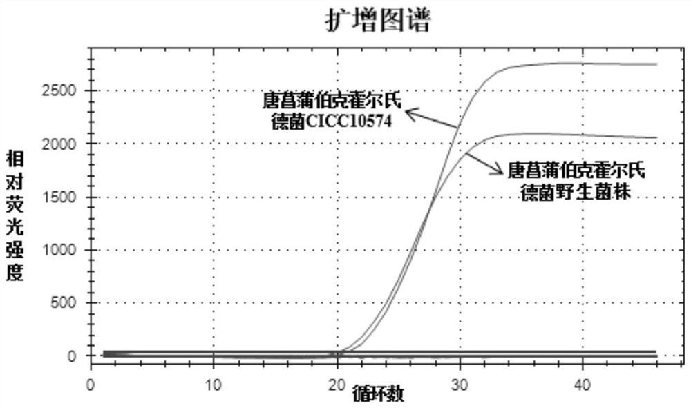 Burkholderia gladioli LAMP (loop-mediated isothermal amplification) constant-temperature rapid detection method