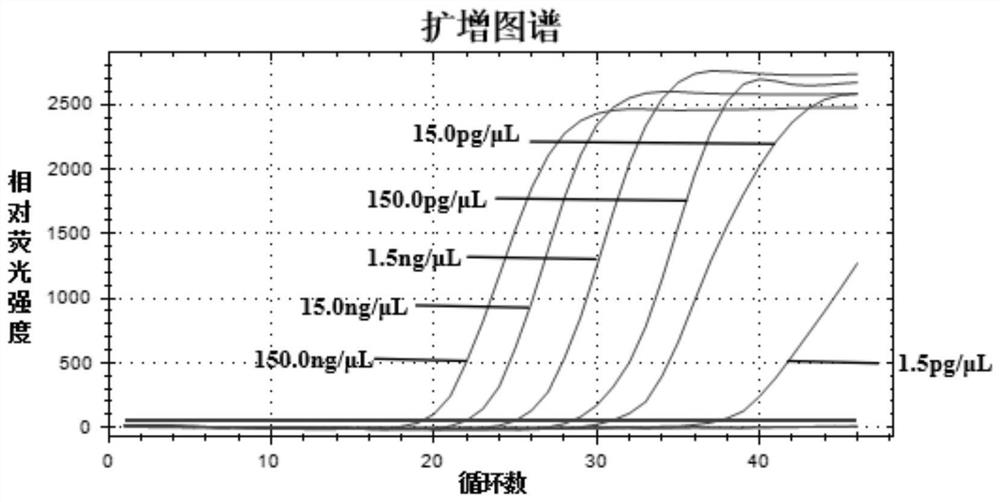 Burkholderia gladioli LAMP (loop-mediated isothermal amplification) constant-temperature rapid detection method