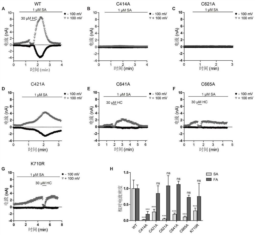 Application of sanguinarine in preparation of trpa1 channel agonist