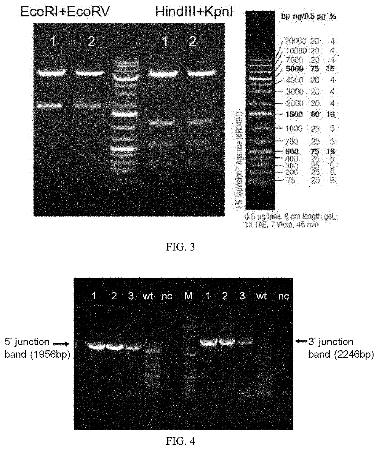 Method for Constructing PD-1 Gene Modified Humanized Animal Model and Use Thereof