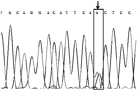 A SNP marker associated with low dissolved oxygen tolerance of Litopenaeus vannamei and its screening and application