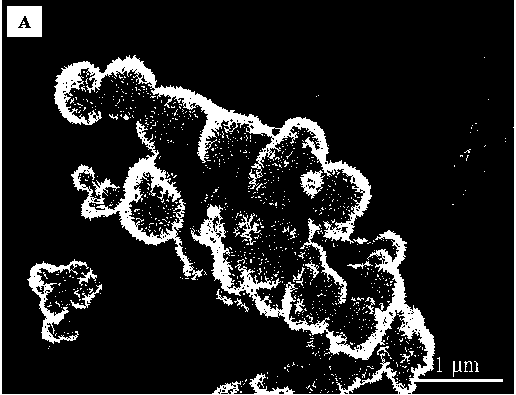 Preparation method of urchin-like tin selenide