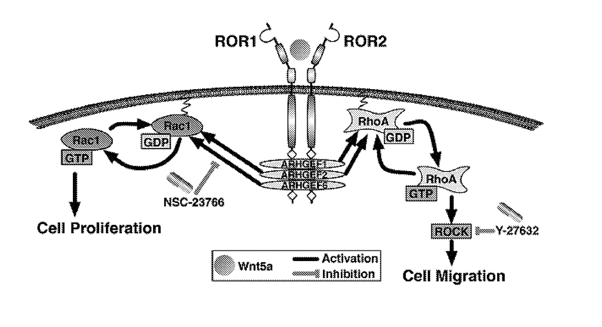 Modulators of ror1-ror2 binding