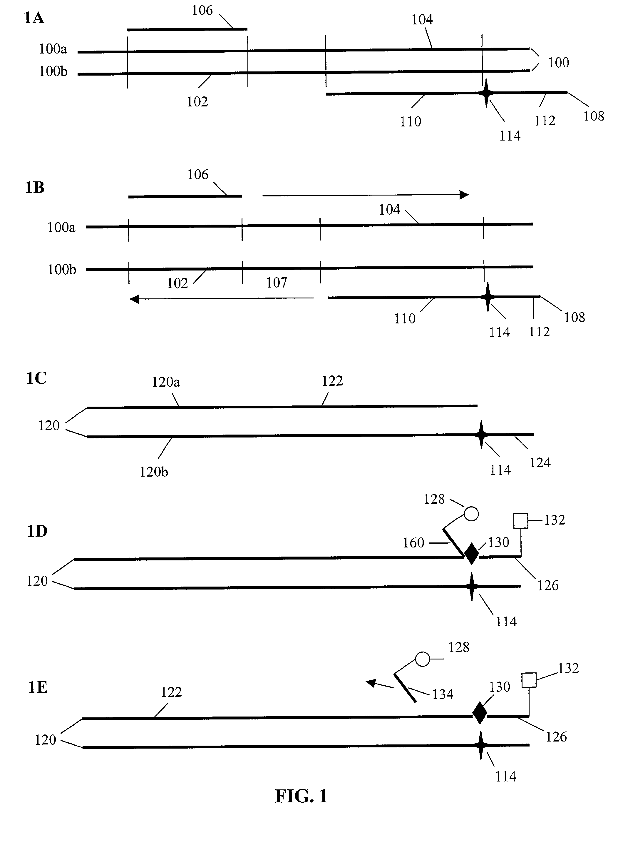 Materials and methods for detection of nucleic acids