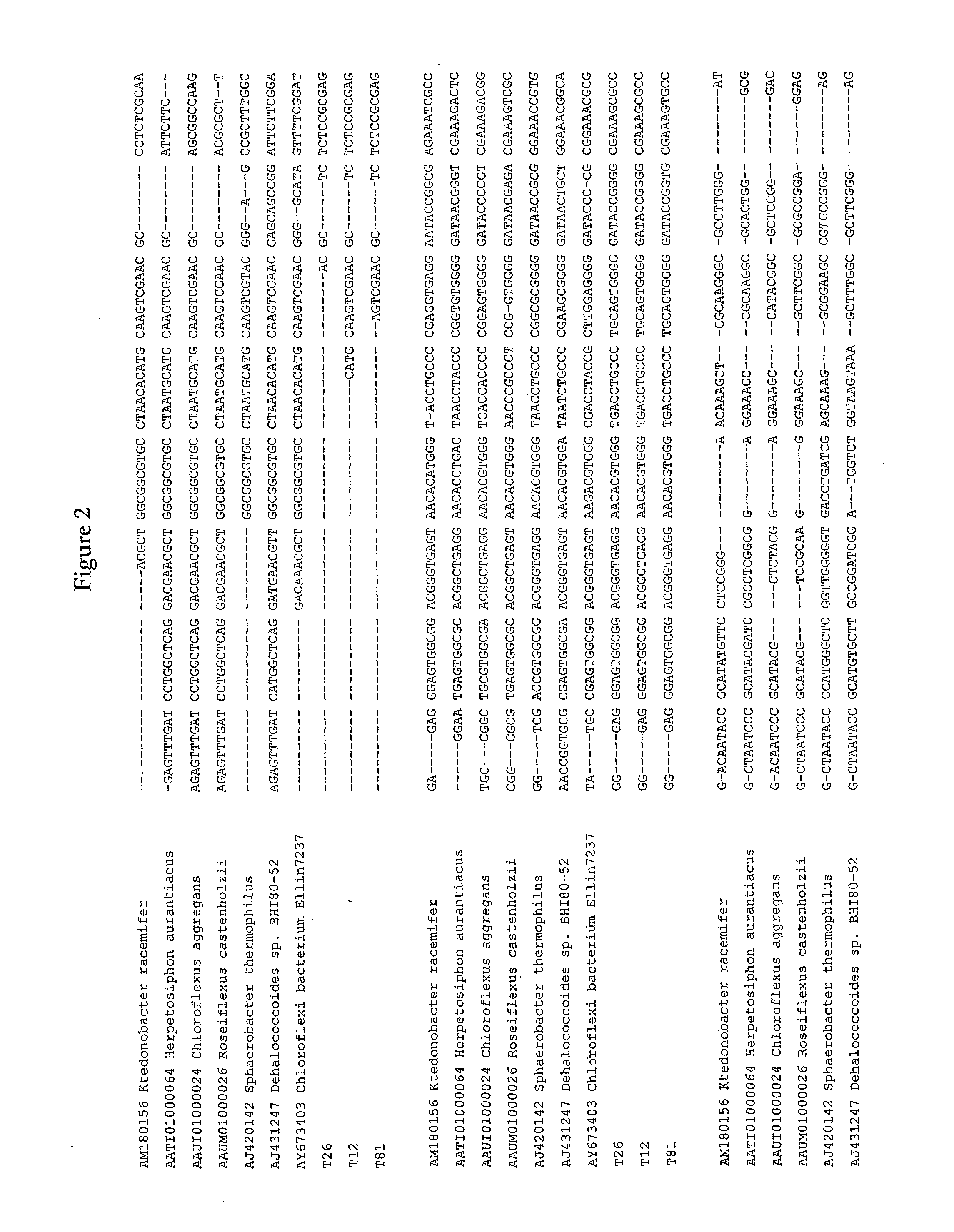 New class of chloroflexi-like thermophilic cellulose degrading bacteria