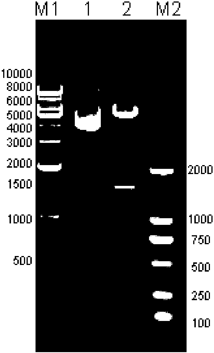 Suspension culture method of adherent cells and application thereof