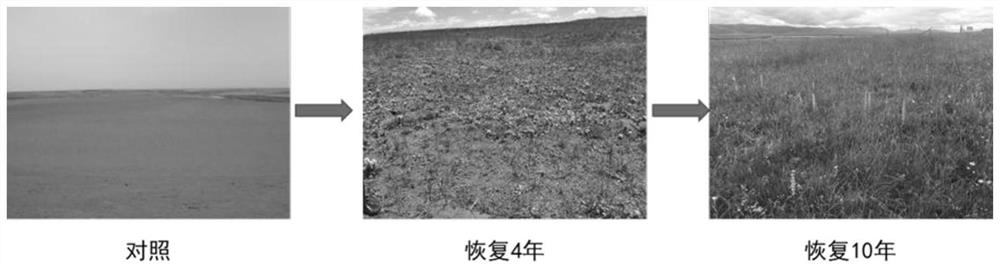 Method for recovering desertified grassland in grazing ecosystem