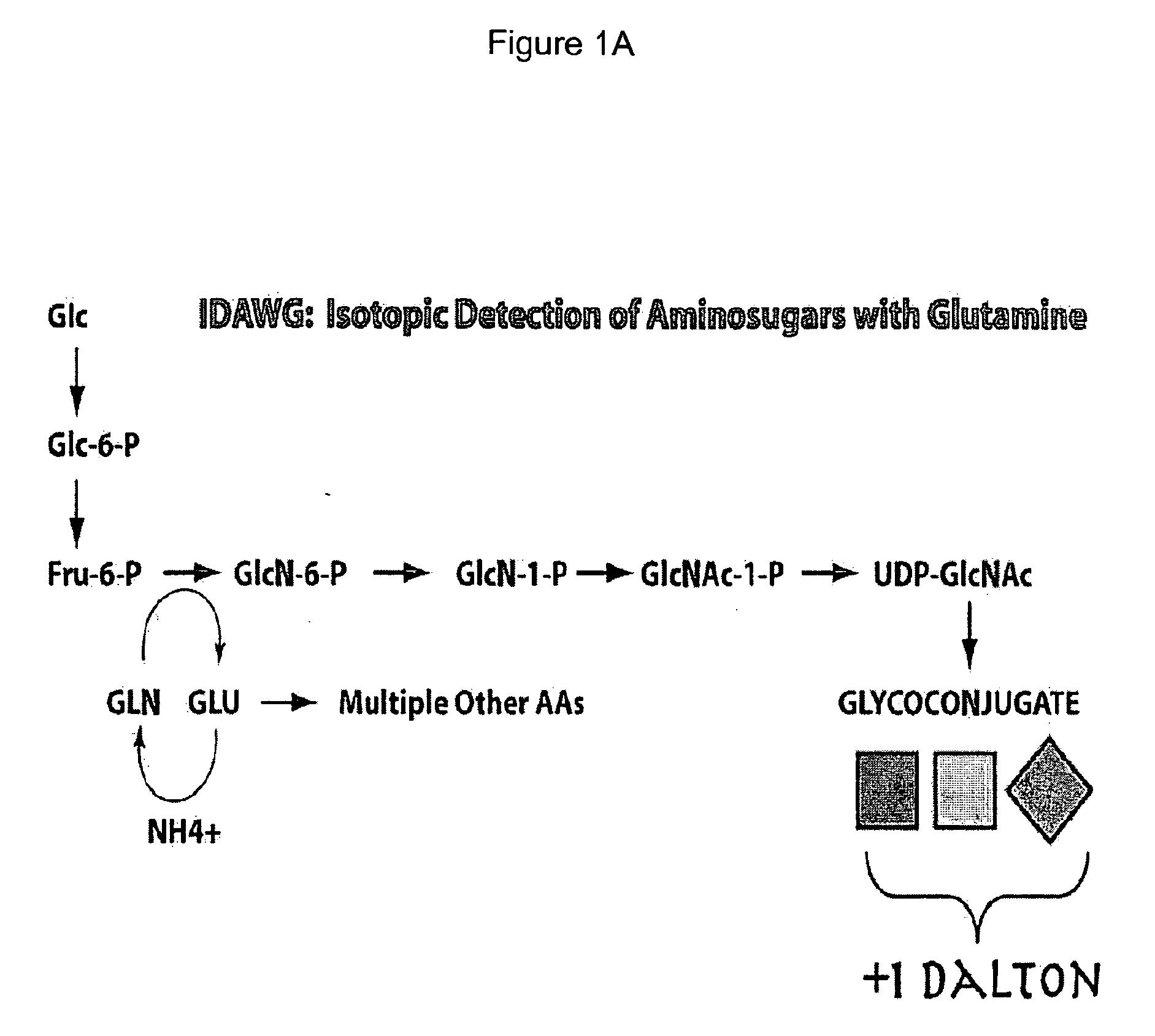 Vivo isotopic labeling method for quantitative glycomics