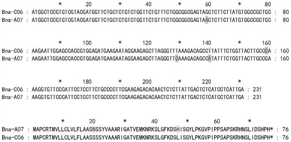 Brassica napus BnHBBD gene site-specific mutagenesis method and application