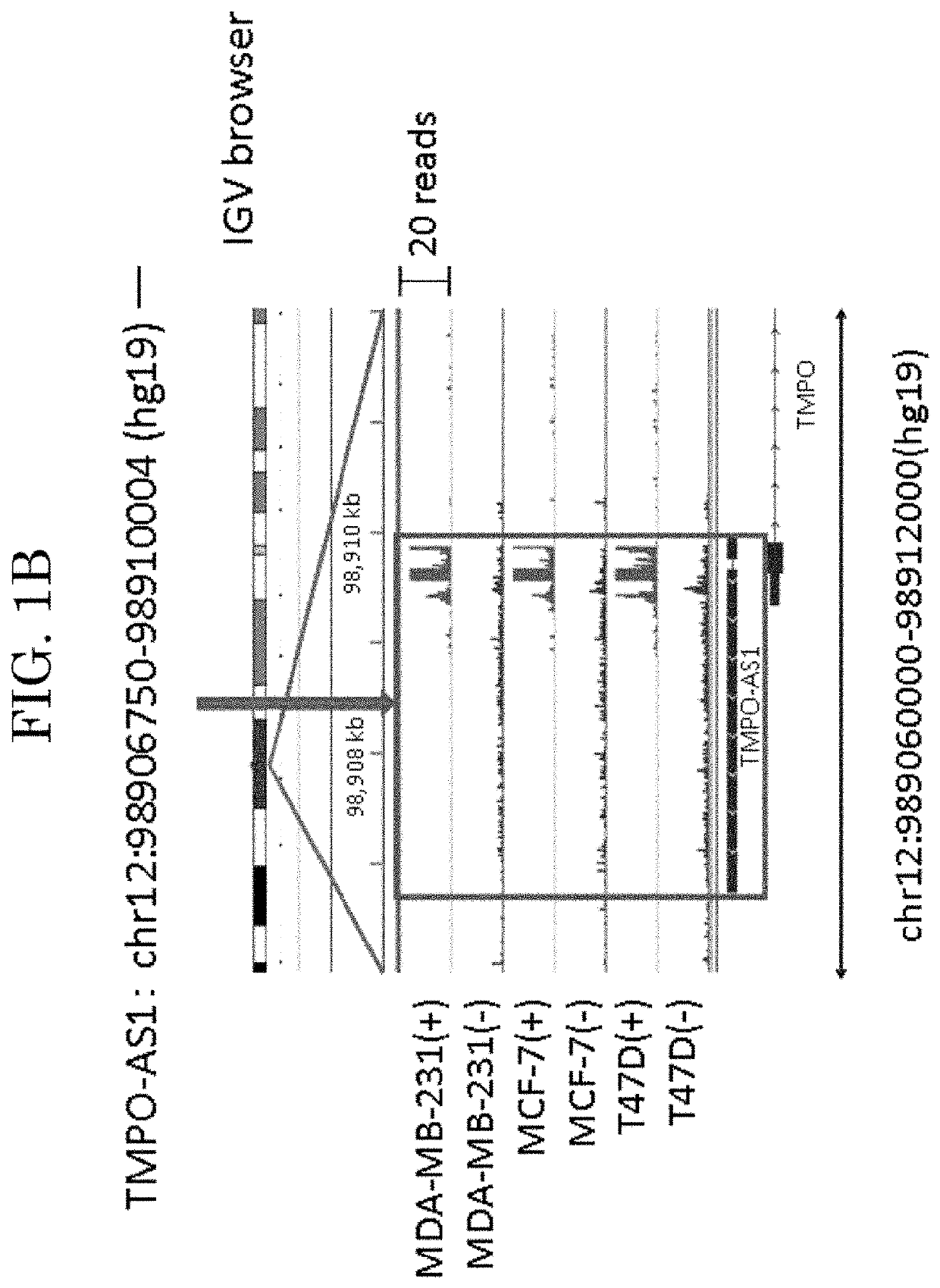 Double-stranded nucleic acid molecule, DNA, vector, cancer cell growth inhibitor, cancer cell migration inhibitor, and drug