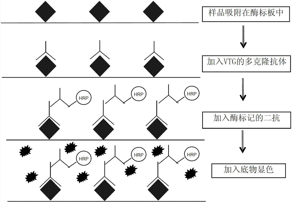 Preparation and detection methods of kit for detecting chub vitellogenin (VTG)