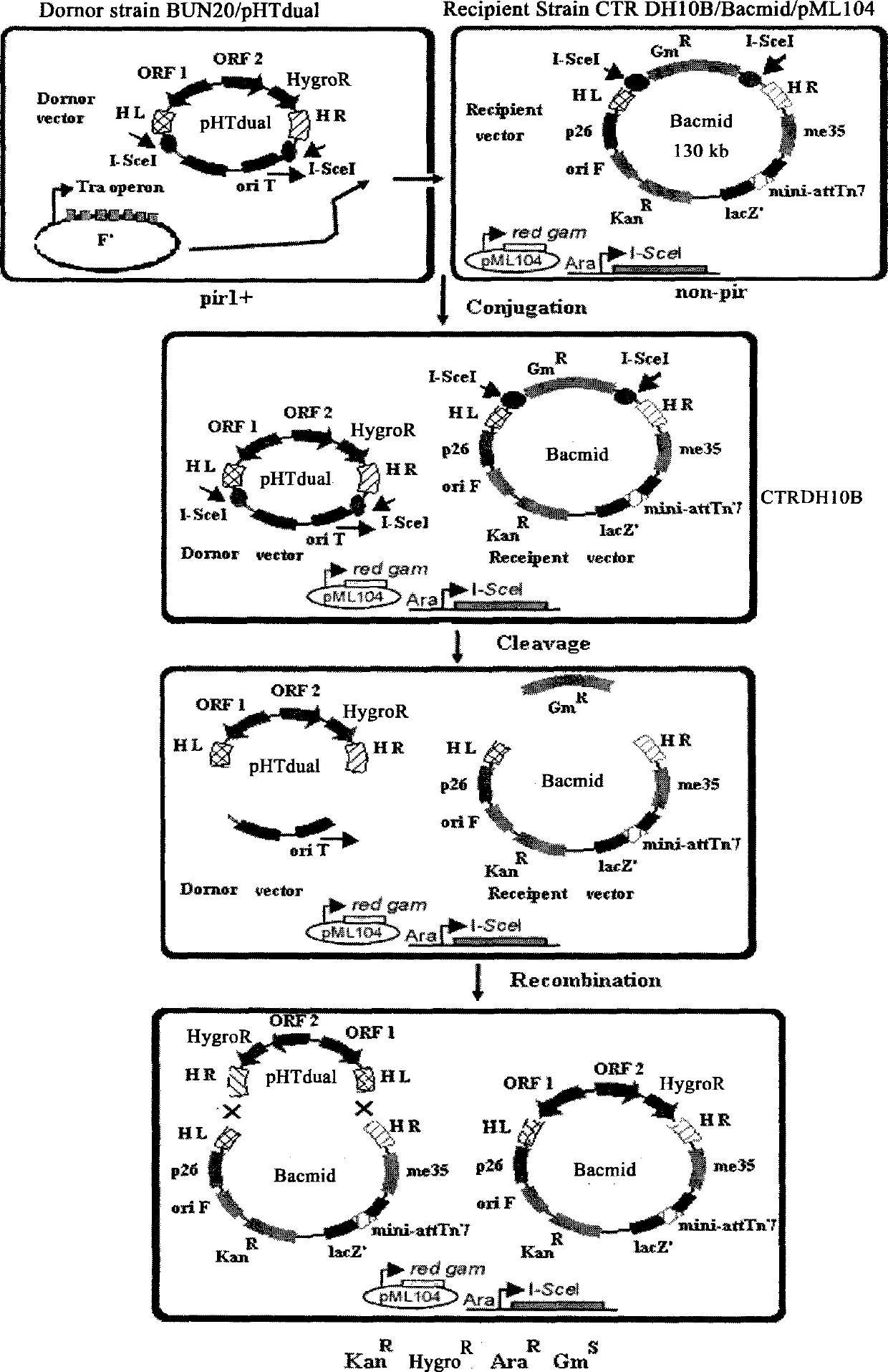 Method for easily and efficiently constructing recombinant baculovirus