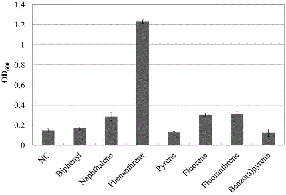 Achromobacter strain for degrading polycyclic aromatic hydrocarbon organic pollutants and its application