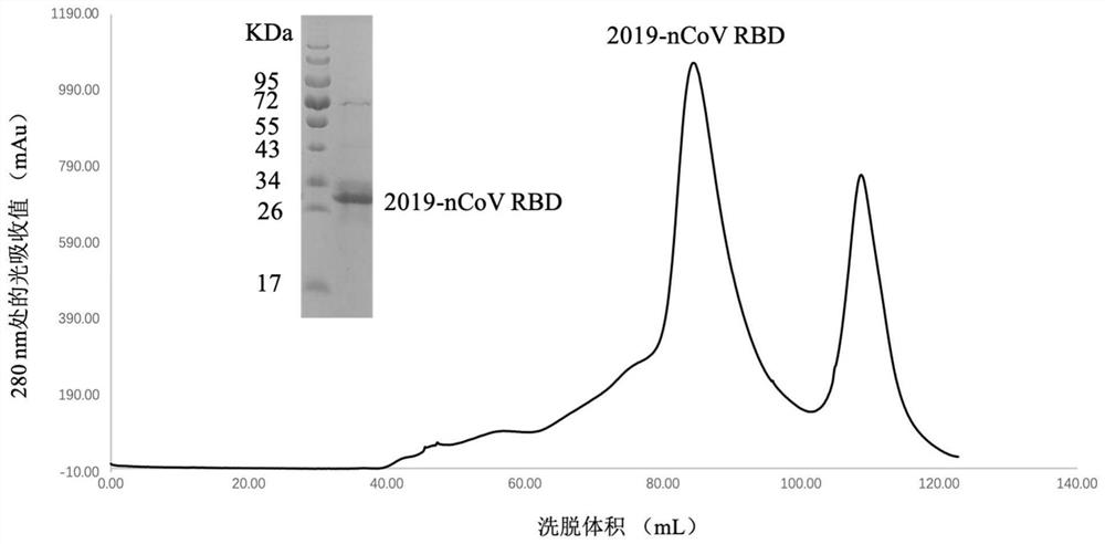Monoclonal antibody against novel coronaviruses and application of monoclonal antibody