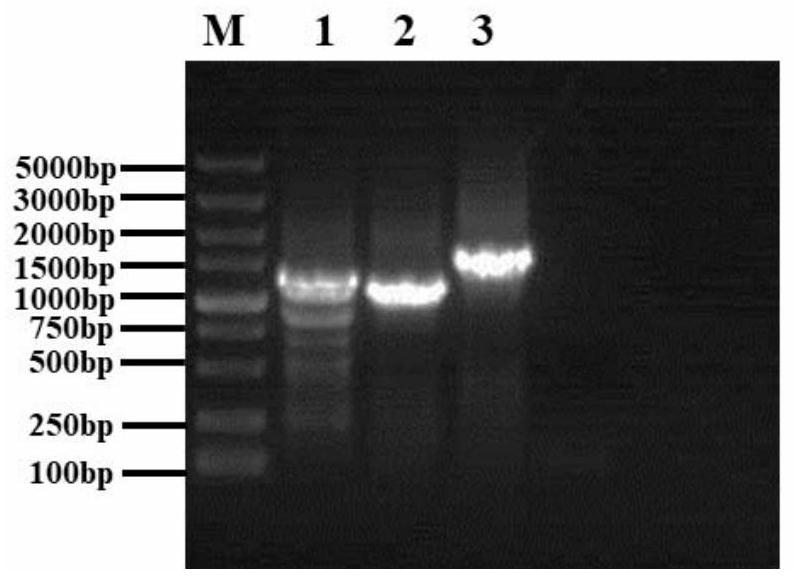 Application of Mad1 protein in regulation and control of fungal sporulation and germination and plant linolenic acid metabolic pathway