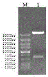 An indirect ELISA kit for detecting antibodies against Haemophilus parasuis