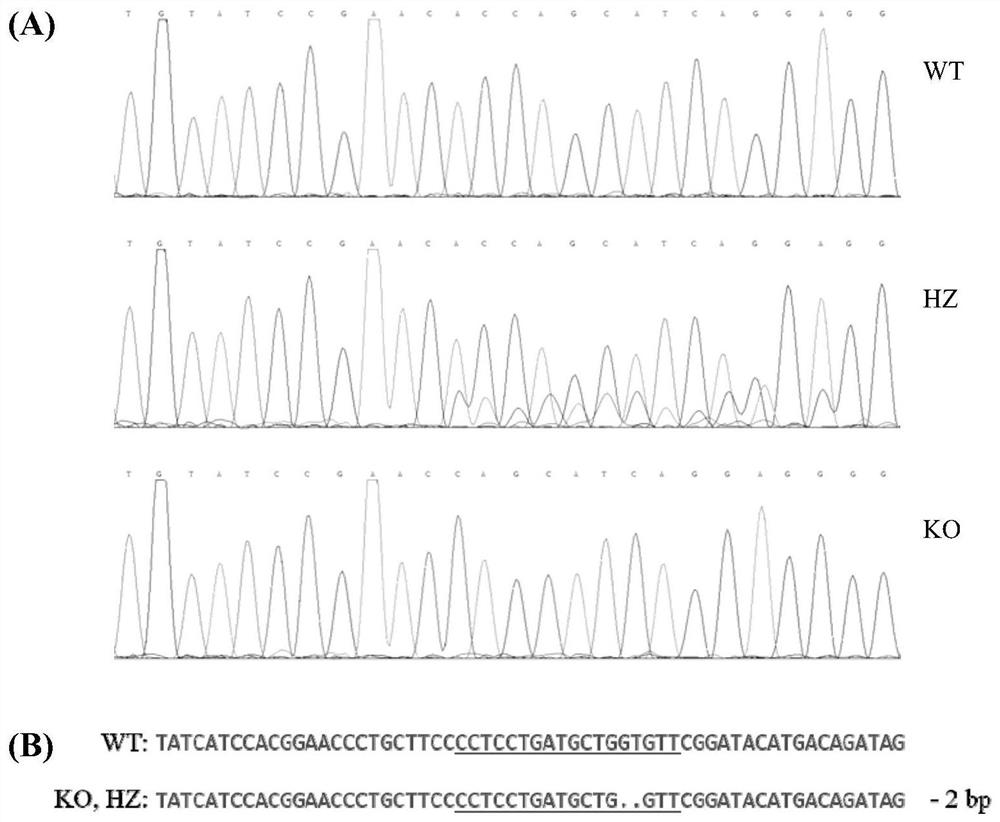 A method and application of mdr1a/1b double gene knockout