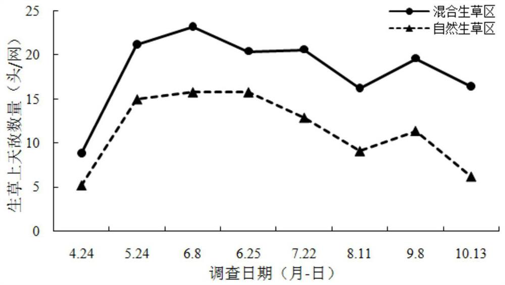 A method of mixing grasses in apple orchards to attract natural enemies for breeding and control apple pests