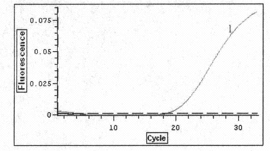 TaqMan probe real-time fluorescence PCR (Polymerase Chain Reaction) detection of angiostrongylus cantonensis infected snails