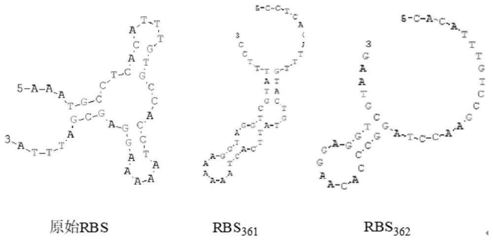 Method for improving expression quantity of gamma-glutamine transpeptidase through RBS optimization