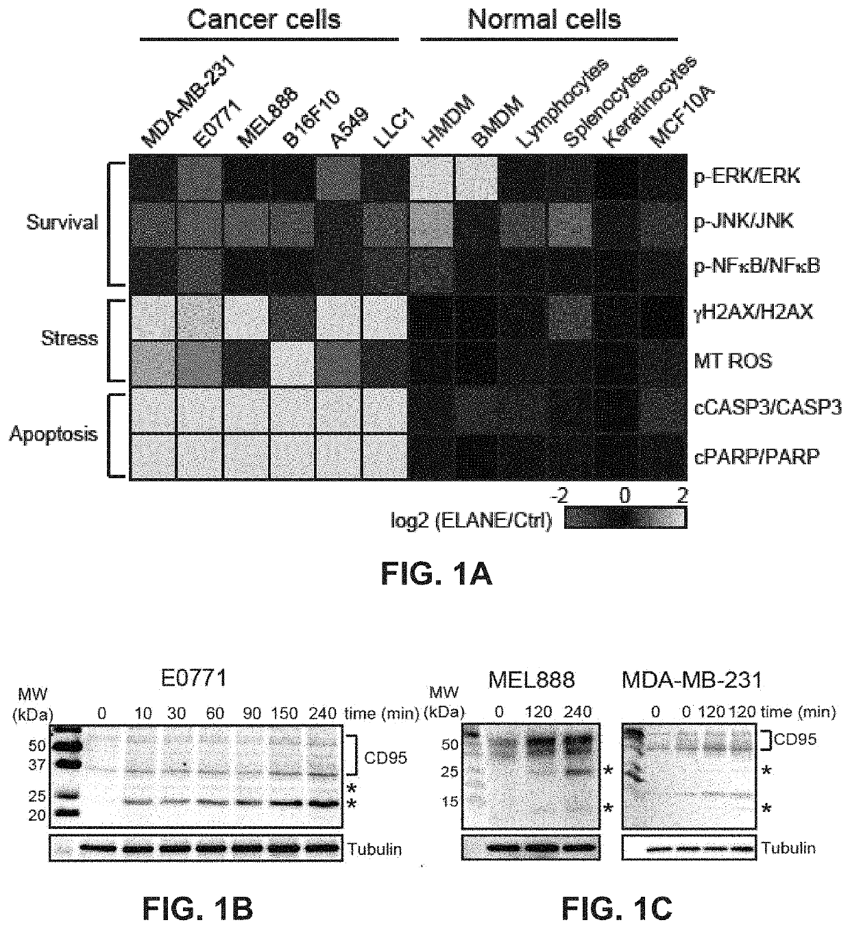 Methods and compositions related to therapeutic peptides for cancer therapy