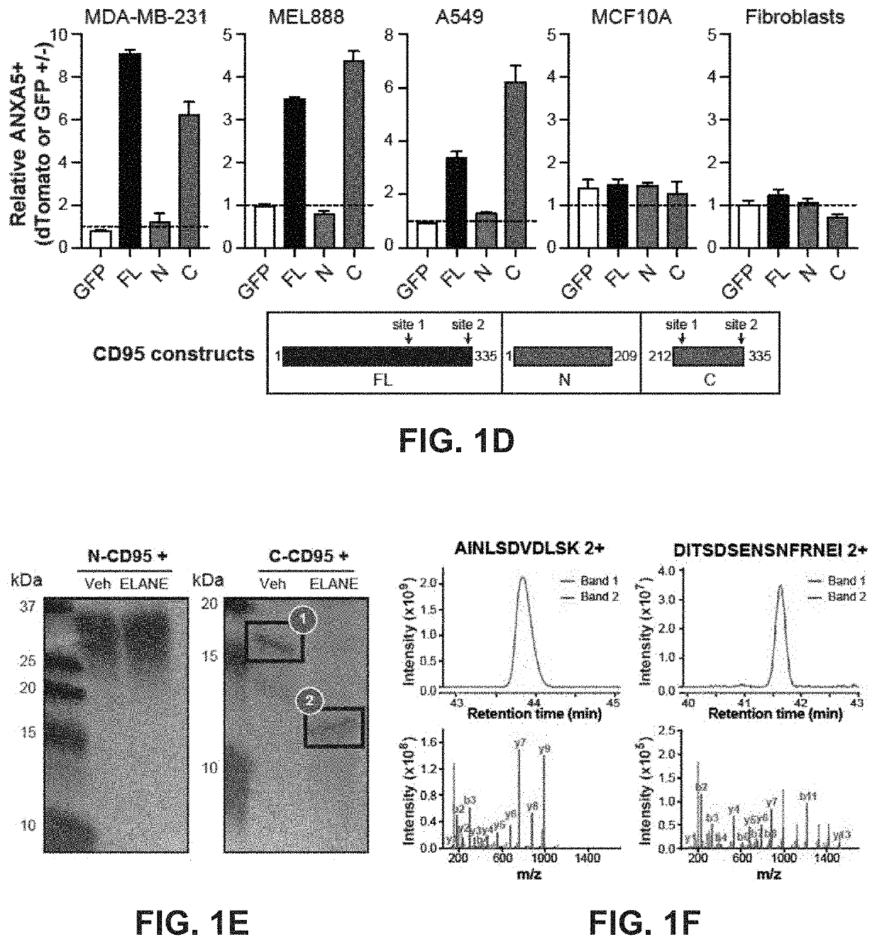 Methods and compositions related to therapeutic peptides for cancer therapy