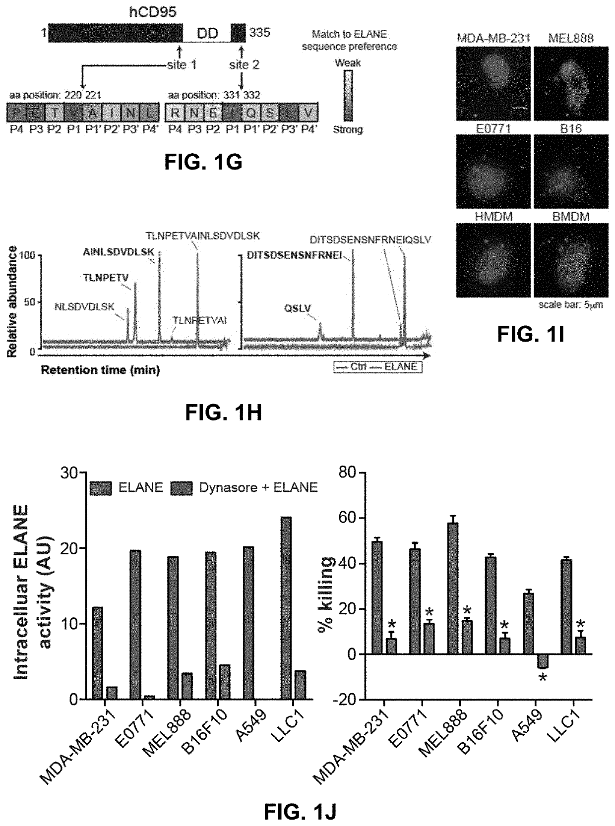 Methods and compositions related to therapeutic peptides for cancer therapy