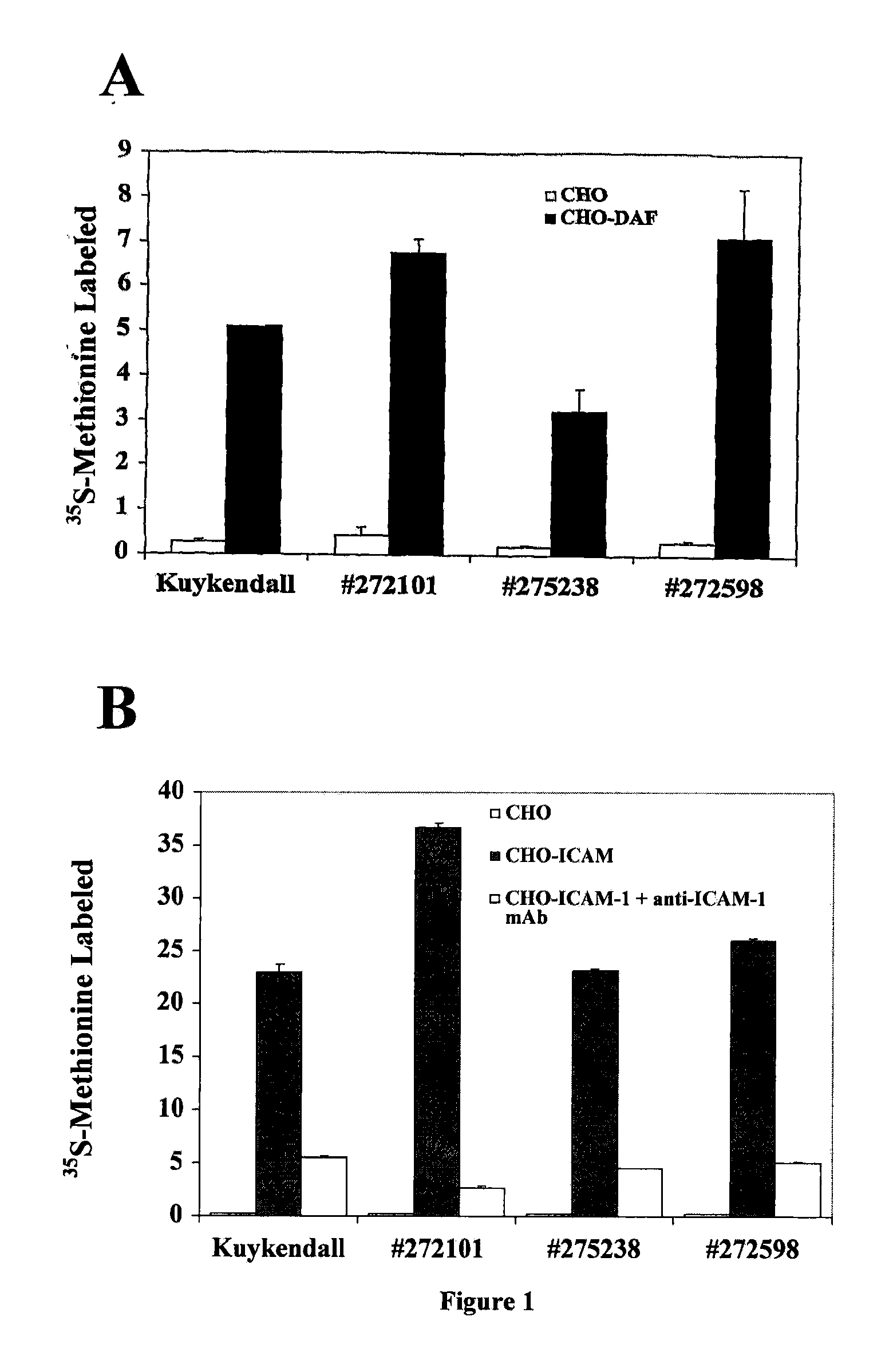 Modified Oncolytic Viruses