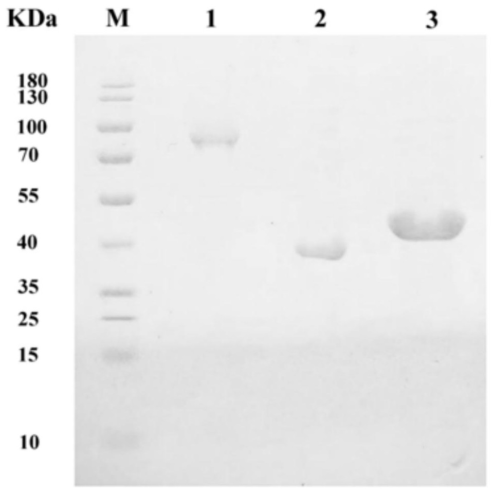 Alginate lyase AlyPL17, truncation and application of alginate lyase AlyPL17 and truncation